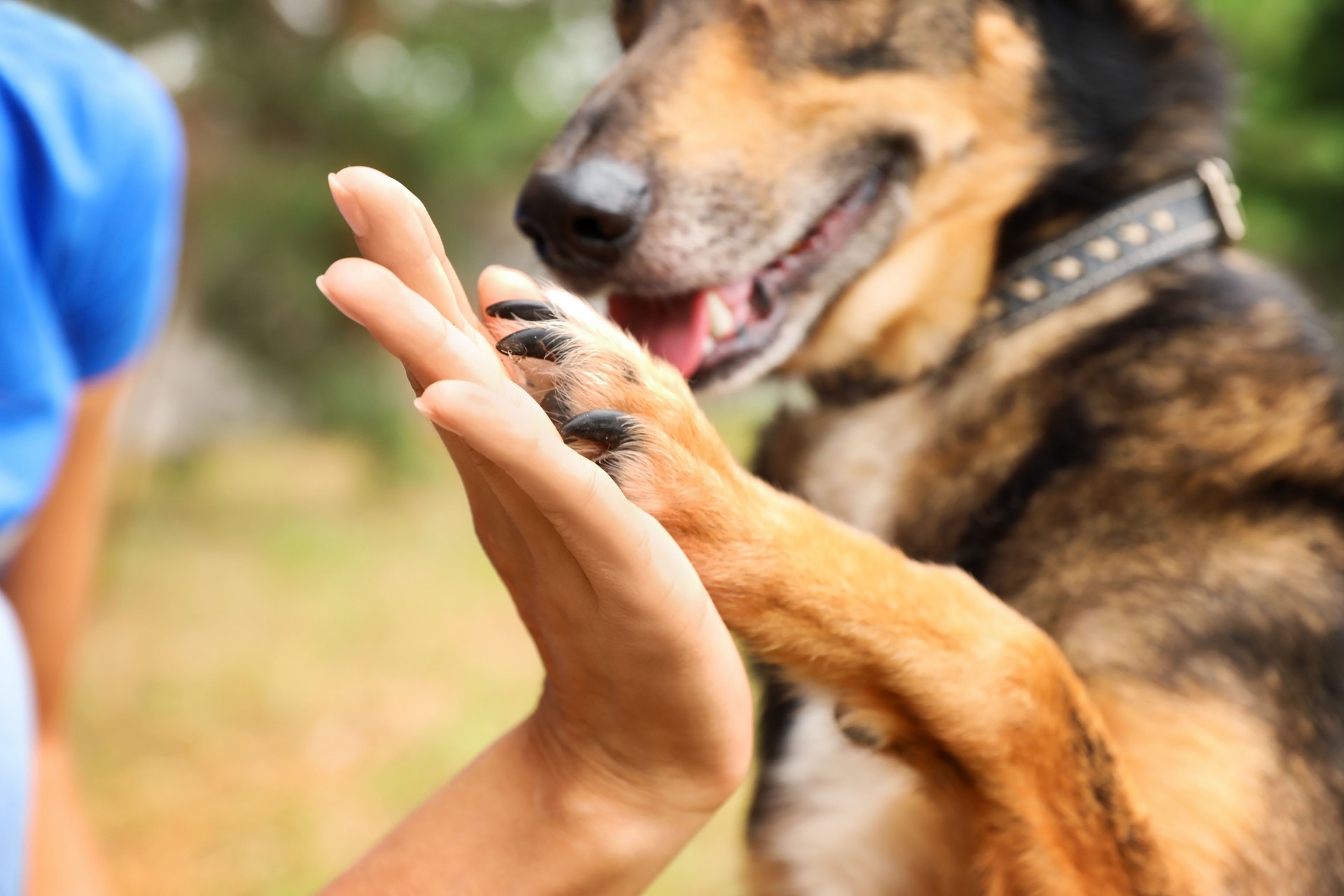 Happy dog giving a person a high five outdoors