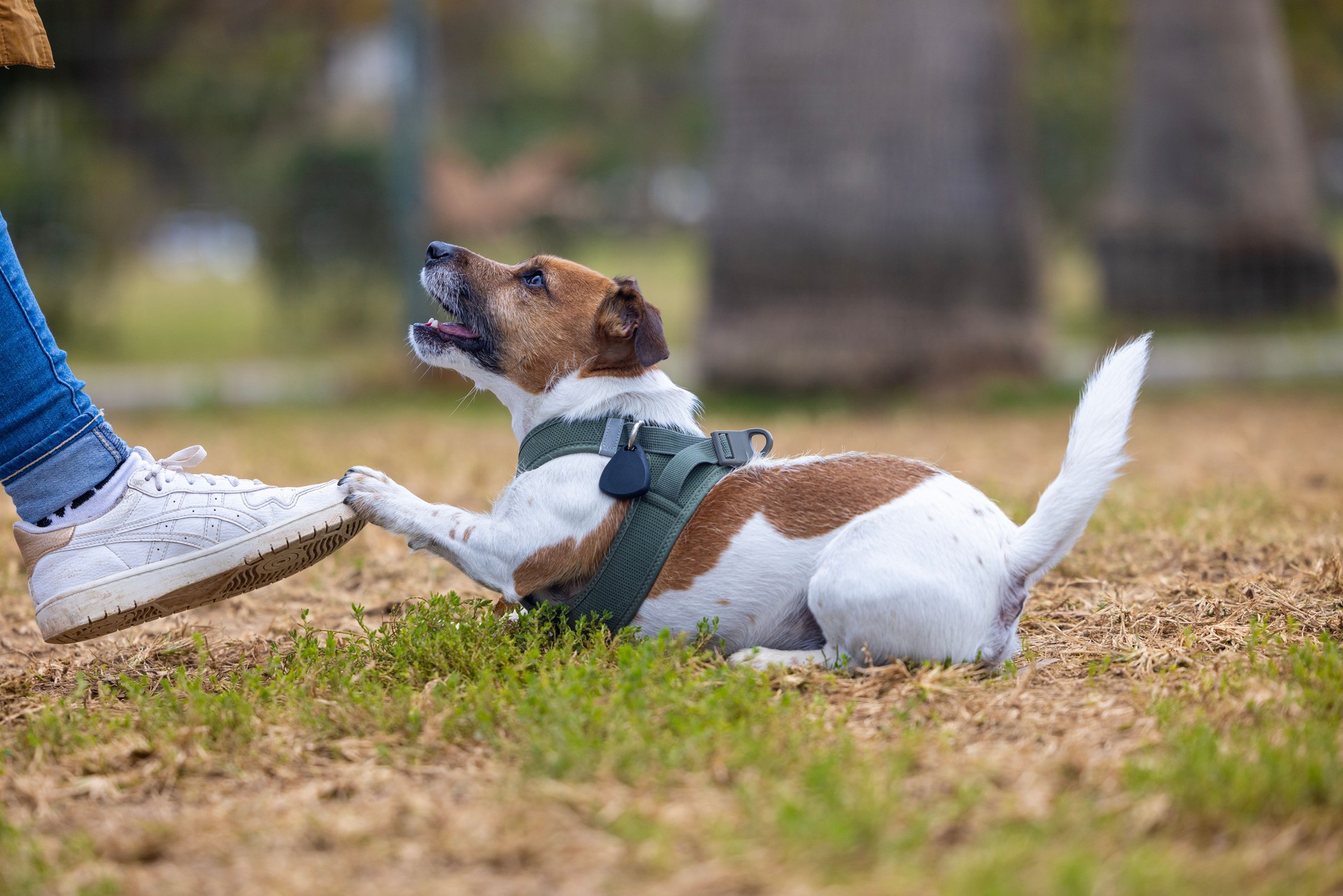 The dog playing in the dog park
