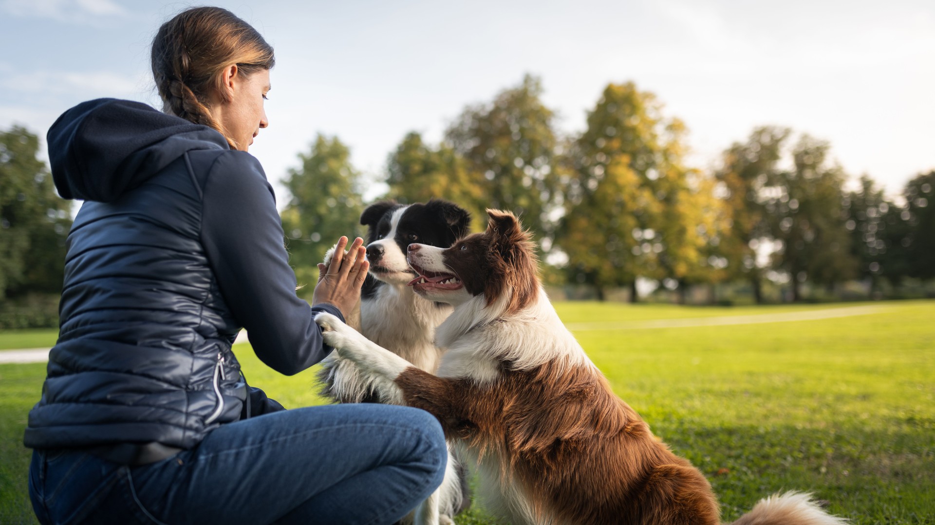 Border collie with owner training in a public park