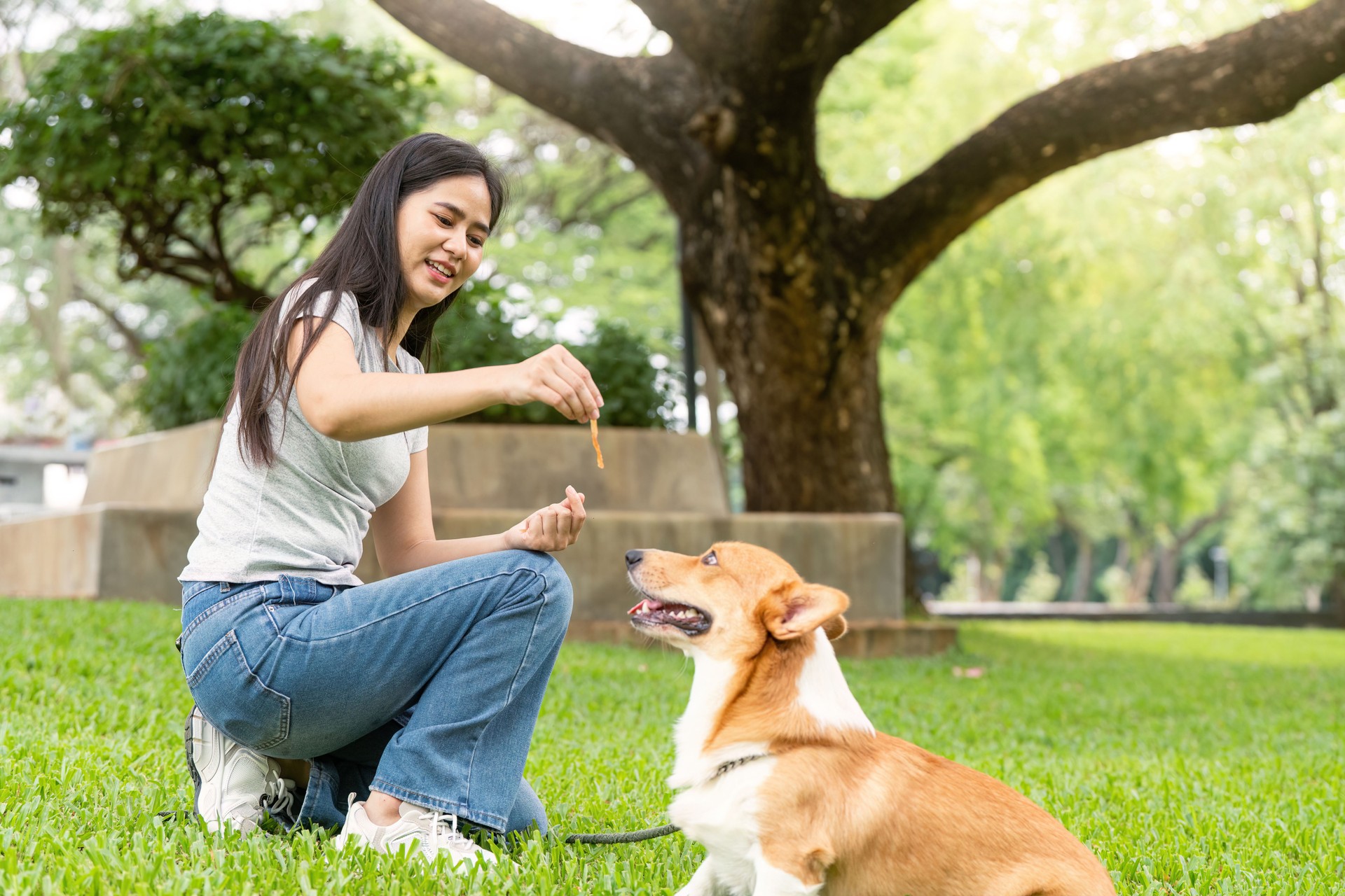 Dog Training and Bonding. Woman rewarding her corgi with treats in a sunny park.